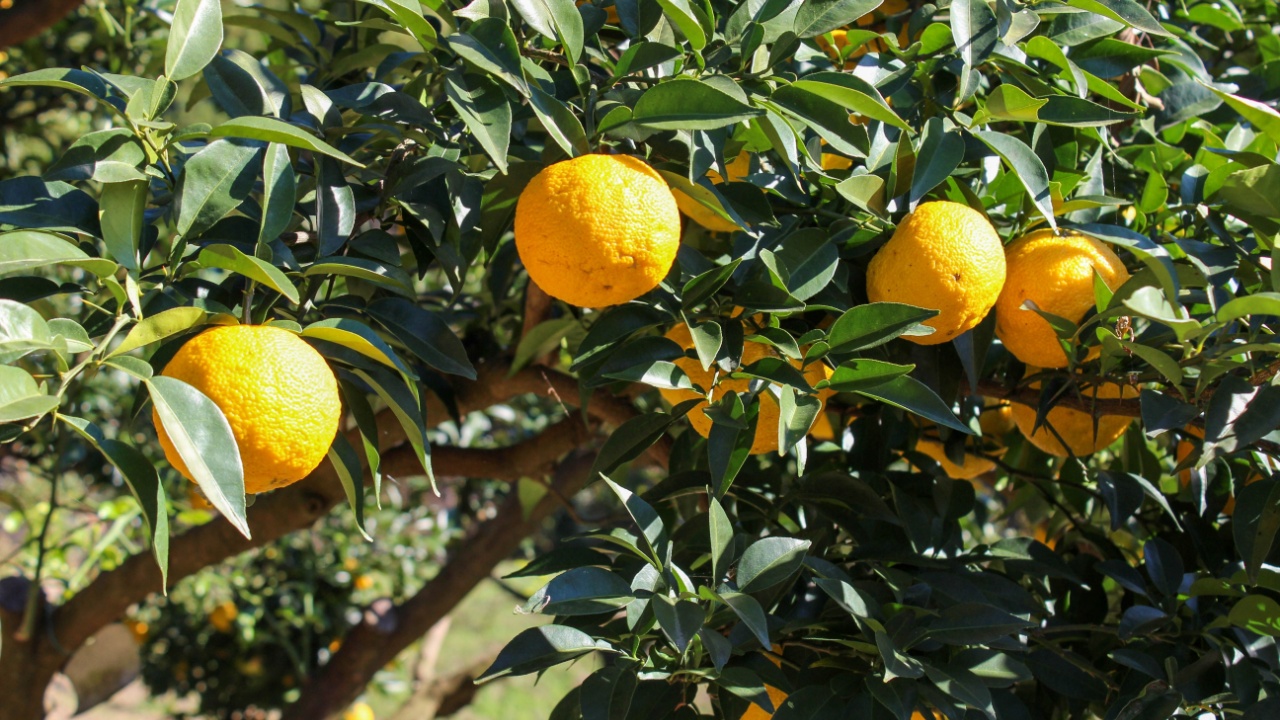 Yuzu tree with a wonderful scent near harvest