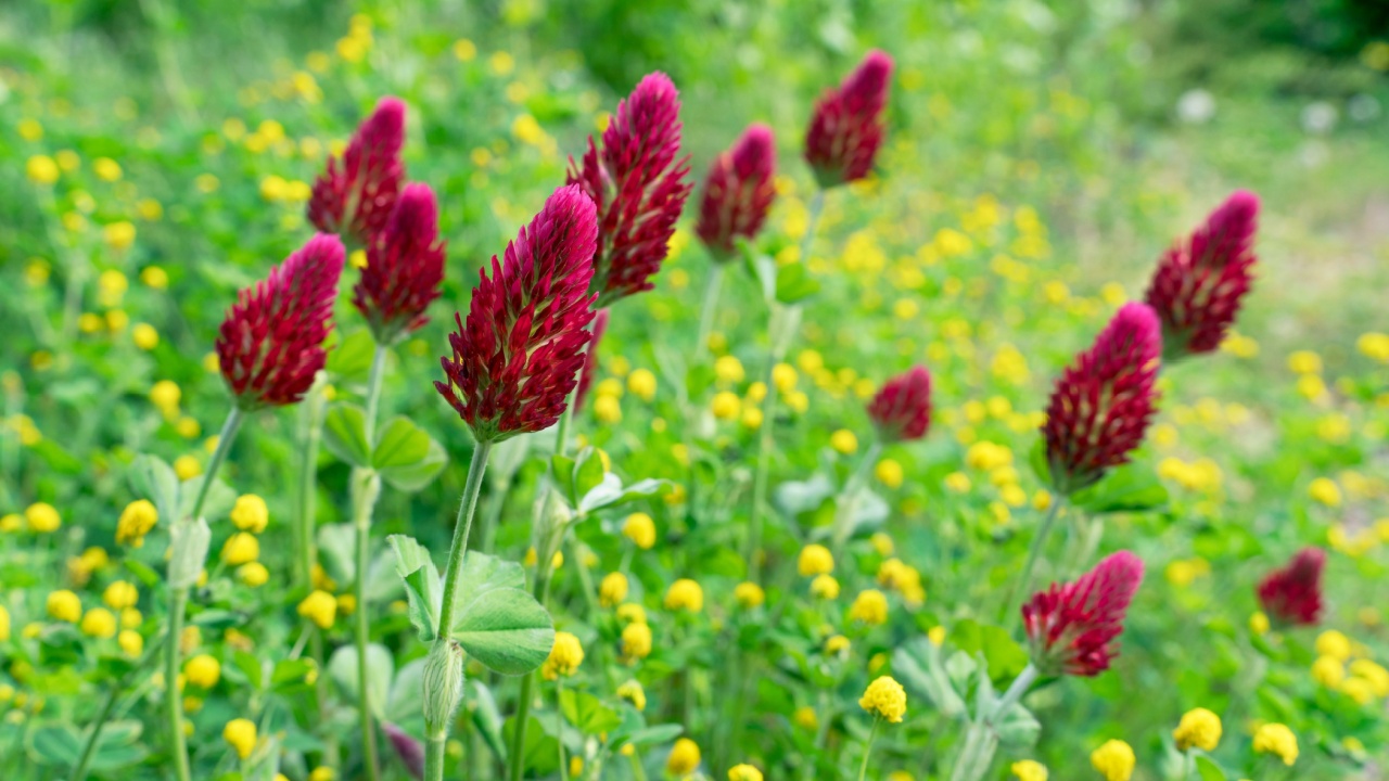 Red crimson clover flowers in a wildflower bed surrounded by yellow hop trefoil
