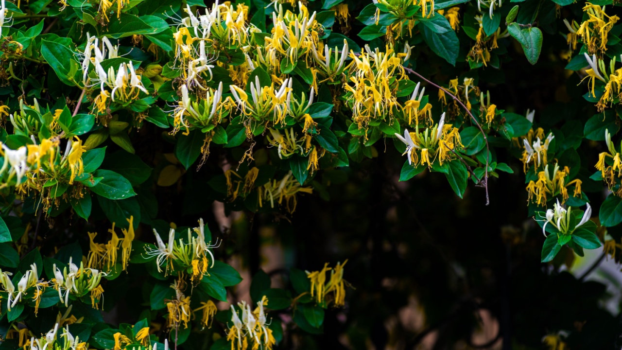 Japanese honeysuckle (lonicera japonica) in the garden, Japanese honeysuckle natural floral background, Moldova