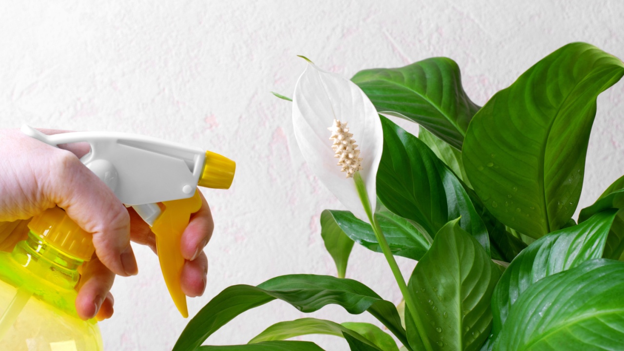 Spraying spathiphyllum or peace lily houseplant in bloom with spray. Watering tropical plants in bloom. Looking after houseplants at home