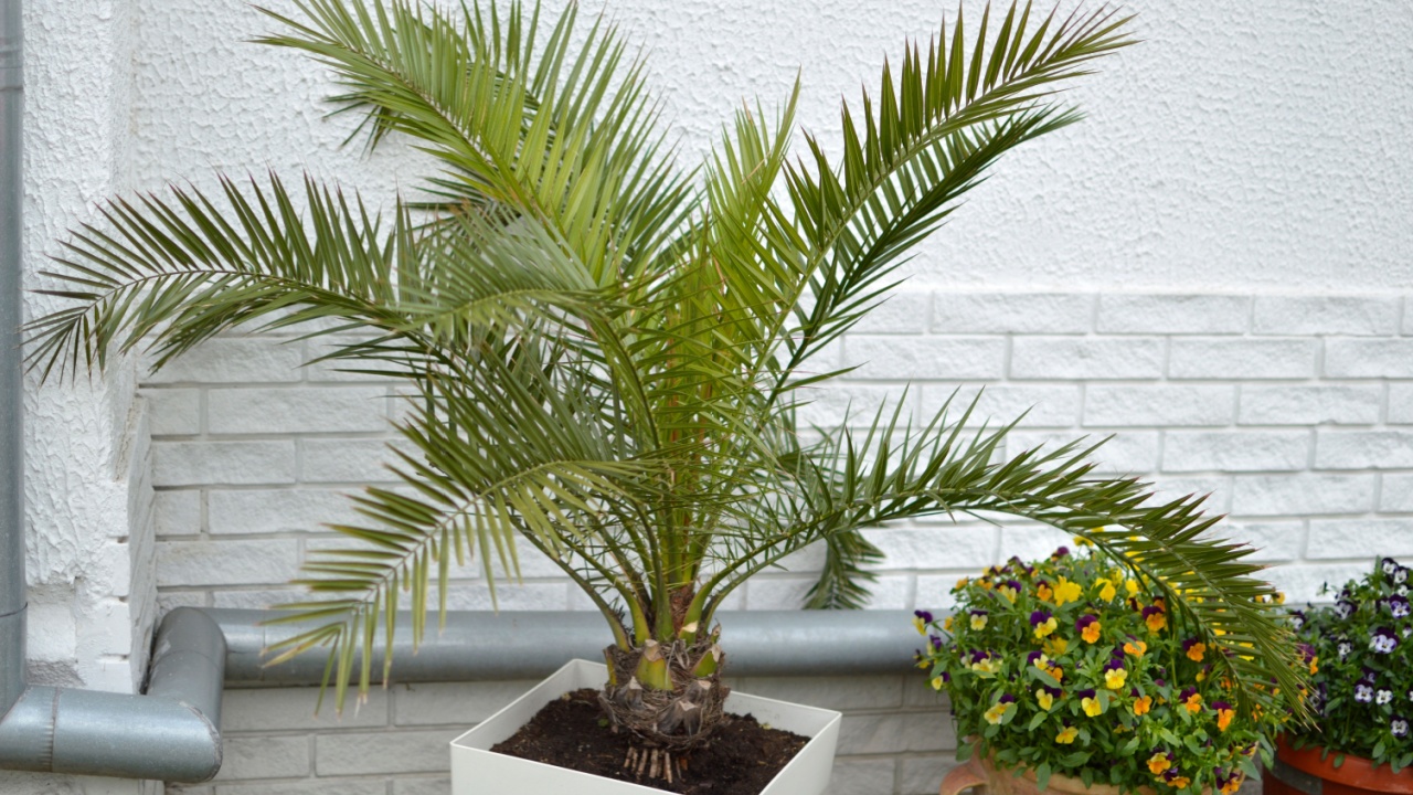majesty palm tree growing in the pot