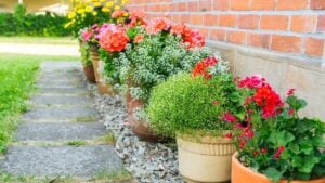 Row of potted flower in garden outside red brick house
