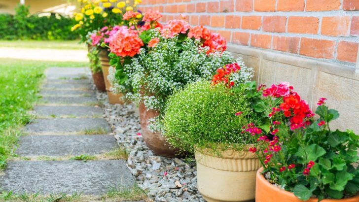 21 Fast Growing Flowers That Can Add a Quick Pop of Color Anywhere