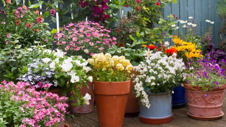 21 Fast-Growing Flowers for a Colorful Container Garden