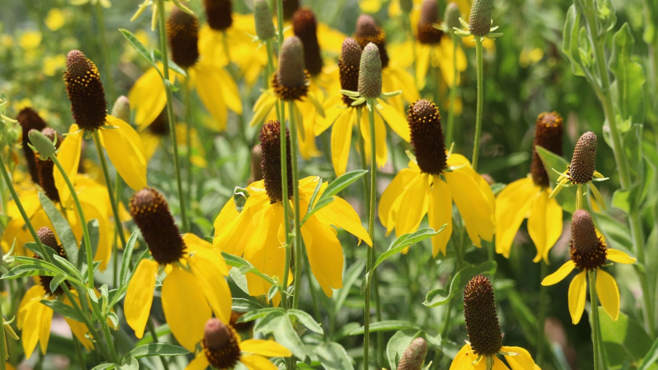 Flowering mass yellow Prairie Coneflower