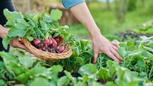 Close-up of farmers hands picking radishes in basket