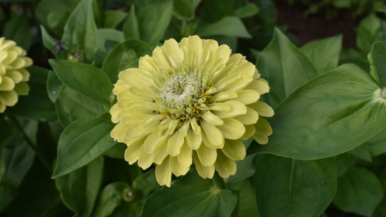 Zinnia elegans &lsquo;Envy&rsquo; flower in light green colour, close-up