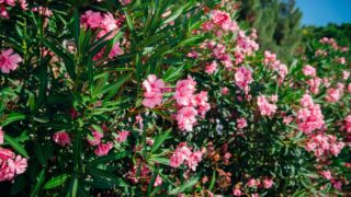 Delicate flowers of pink oleander, Nerium oleander, bloomed in summer. Shrub, small tree, garden plant. Natural beautiful background.
