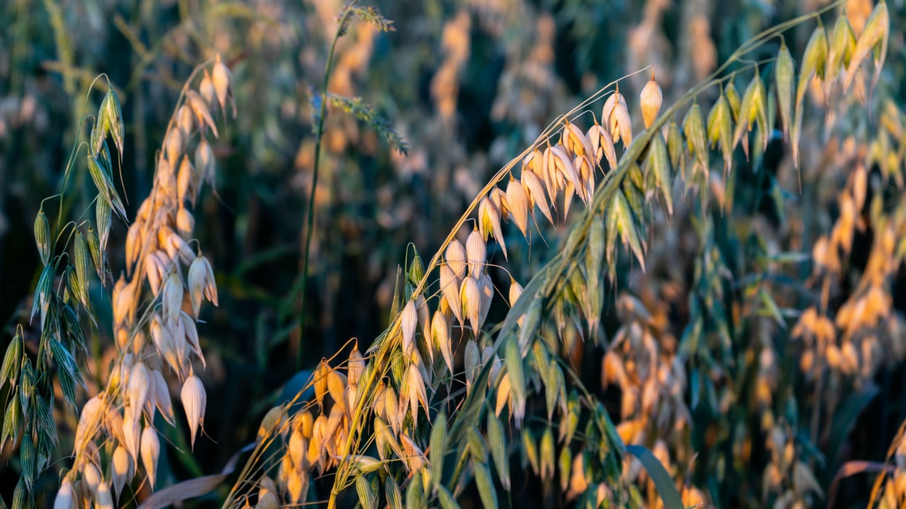 Close-up of oats in the field. Farmland at sunset. A field of oats at sunset. The concept of growing grain crops. the field of ripening oats. Selective focus.
