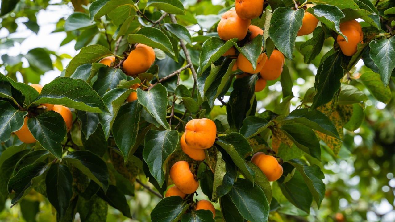 Persimmon tree fresh fruit that is ripened hanging on the branches in plant garden. Juicy fruit and ripe fruit with persimmon trees lovely crisp juicy sweet the hard crisp varieties.