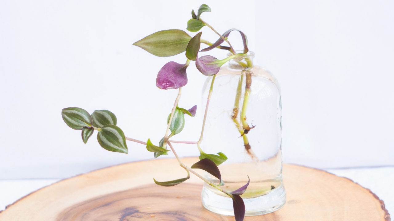 Water propagation of Wandering Jew stem in glass jar on wooden base on white background