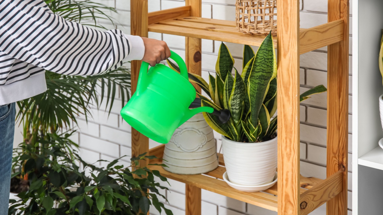 Woman watering snake plant on shelf at home
