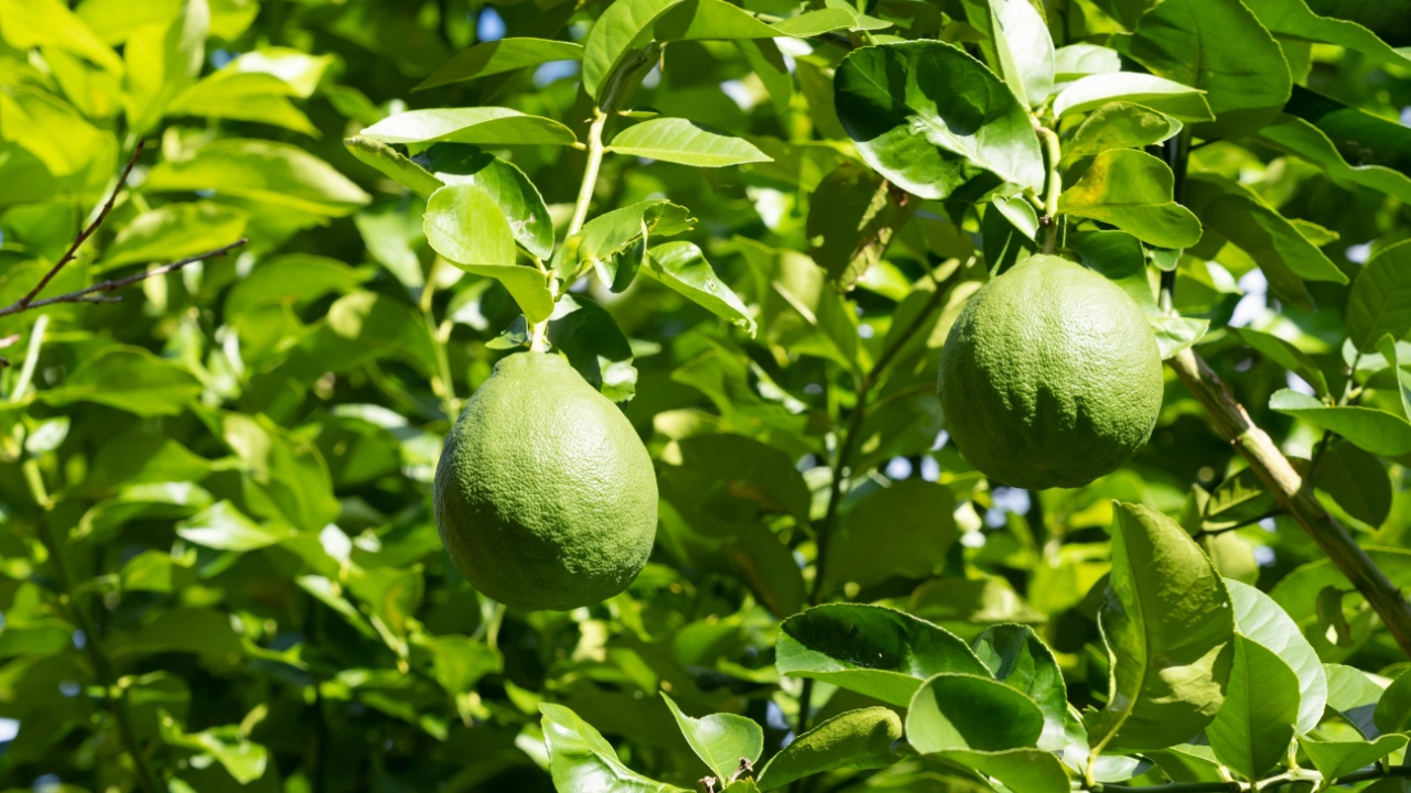 Ponderosa lemon on the branch