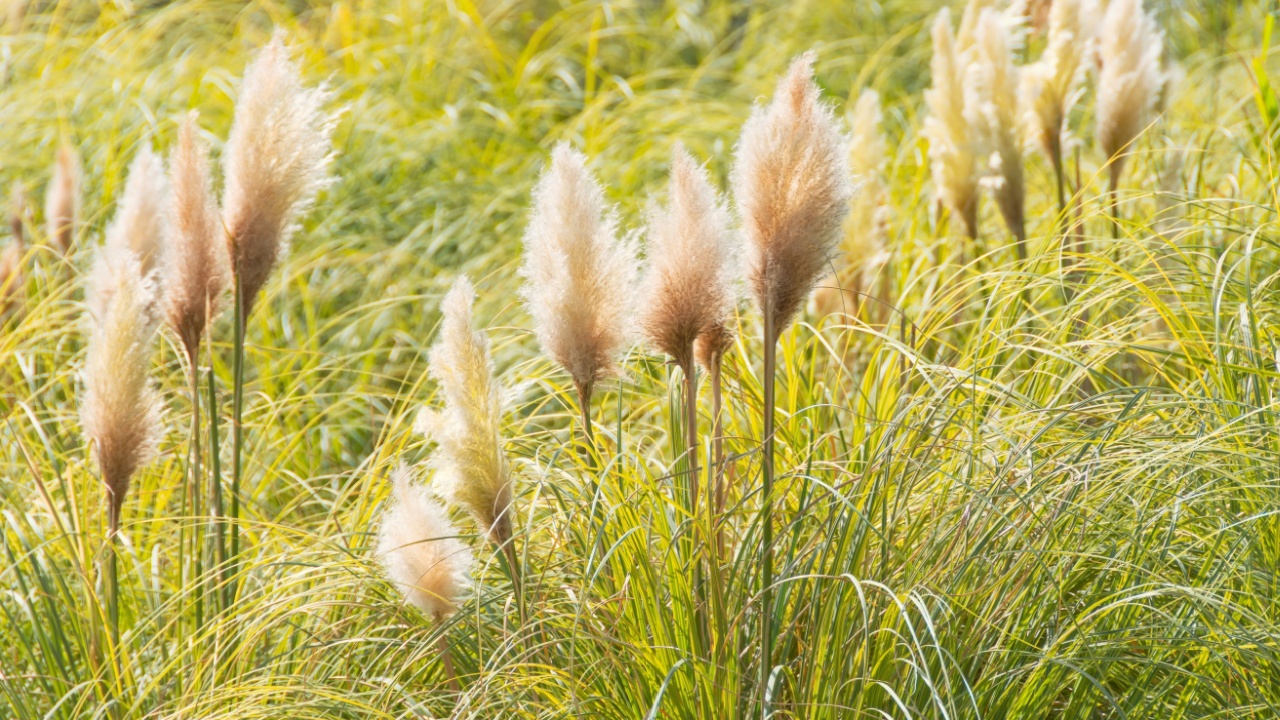 Pampas Grass Cortaderia selloana in a garden sunlit