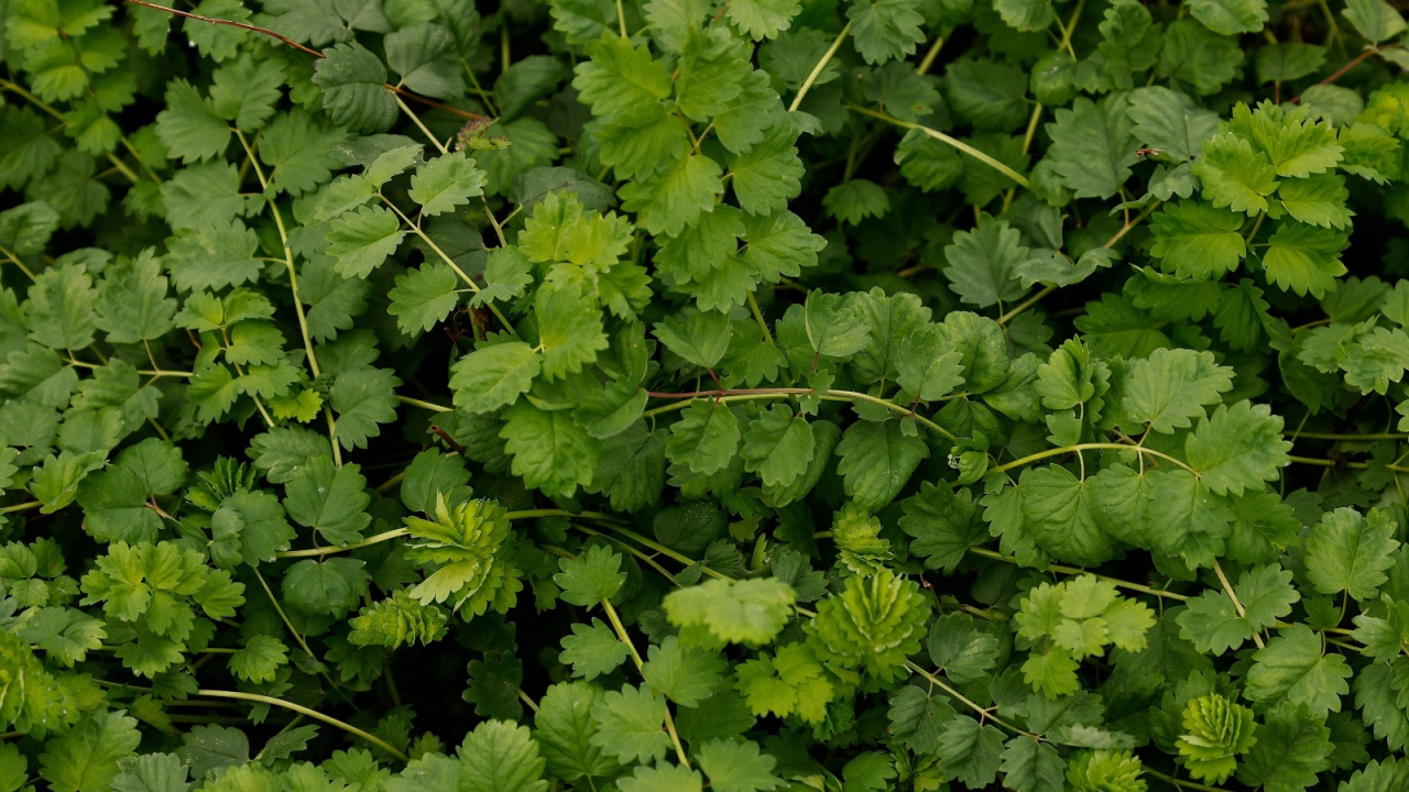 Close up of the herbaceous perennial edible garden plant with fern-like leaves Sanguisorba minor or salad burnet used for culinary flavouring and salad leaf.