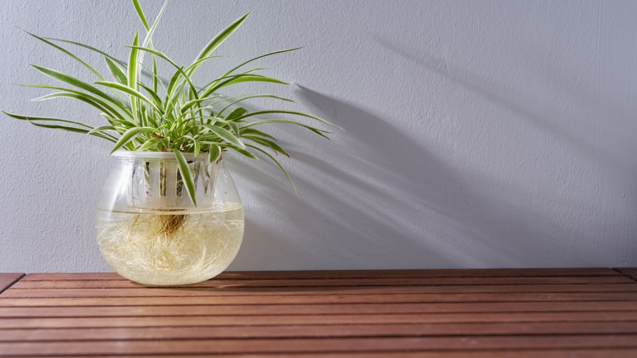 Chlorophytum comosum in water pot isolated on white background, house plant