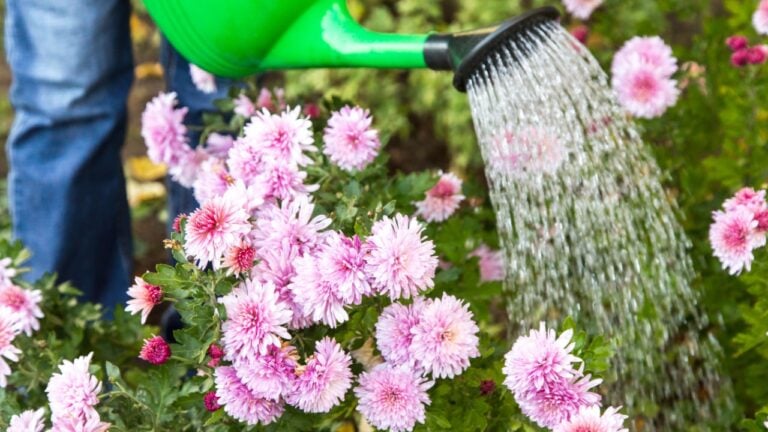 Gardener watering pink purple chrysanthemum flower with water in watering can in garden in sunlight close up