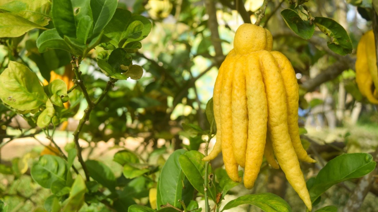 this pic show a buddha's hand citron fruit or fingered citron on tree in garden it's a citrus such as lime lemon and orange. tropical fruit and healthy herb concept