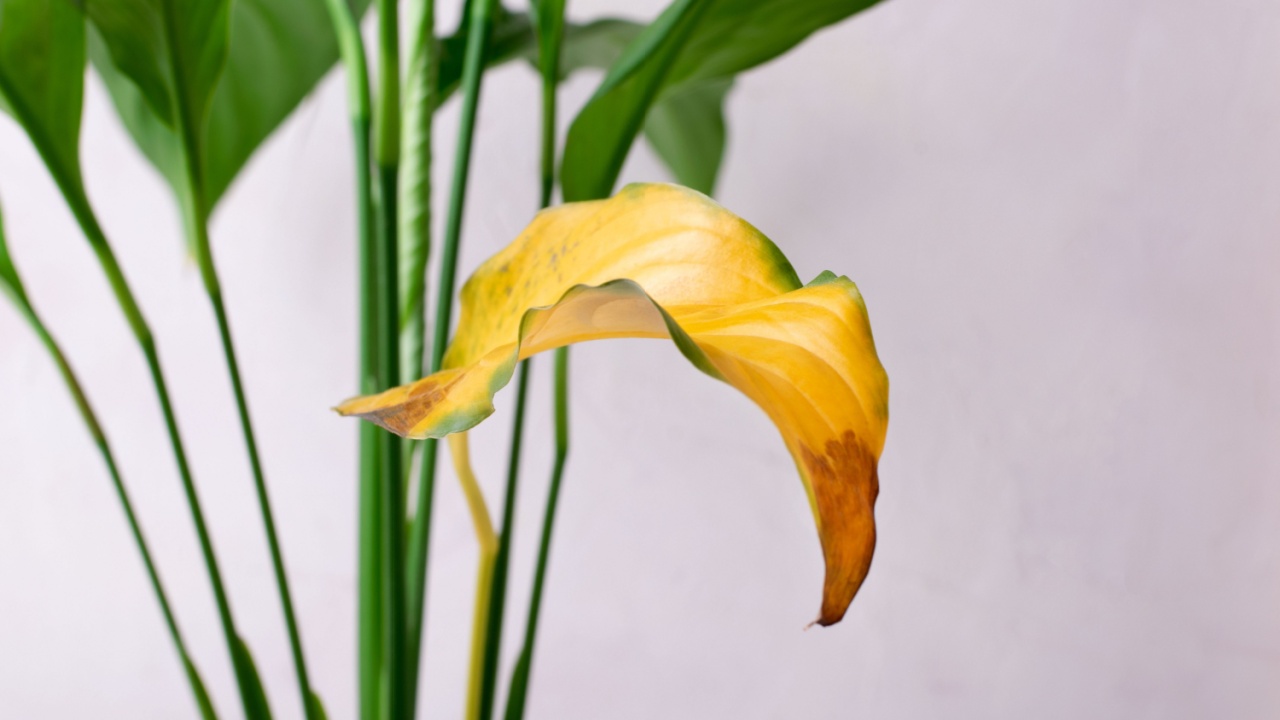 Spathiphyllum plant with a yellow leaf. Improper care for potted houseplant. Pests, overwatering, root rot or age