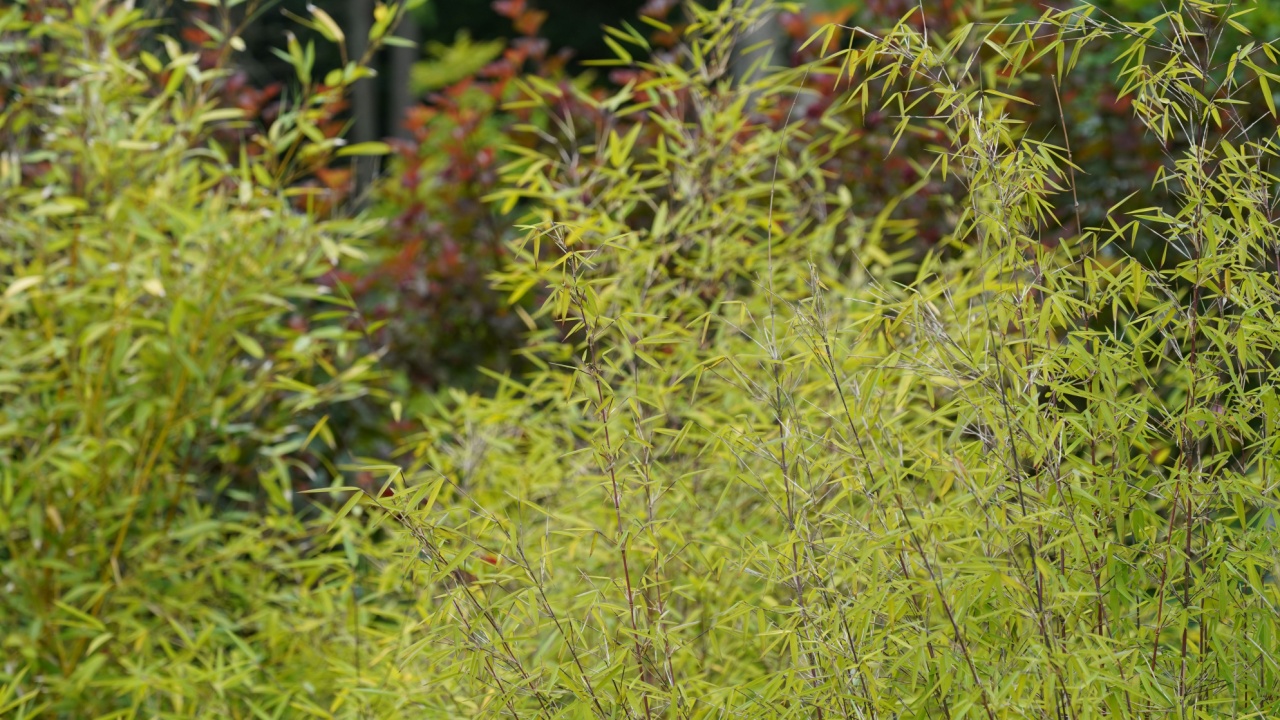 Golden bamboo or Phyllostachys aurea