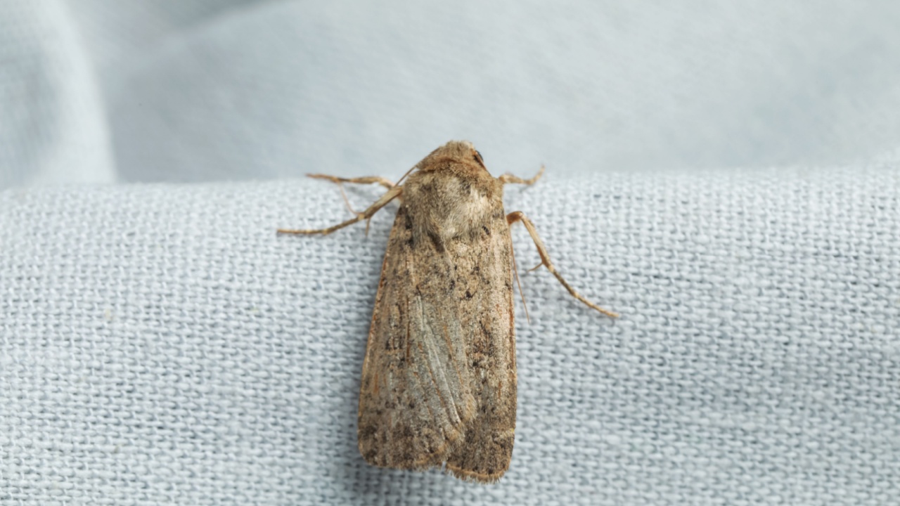 Closeup of a beauttiful Mother shipton moth, Callistege mi, of which the forewing markings appear to show an old lady or witch's head