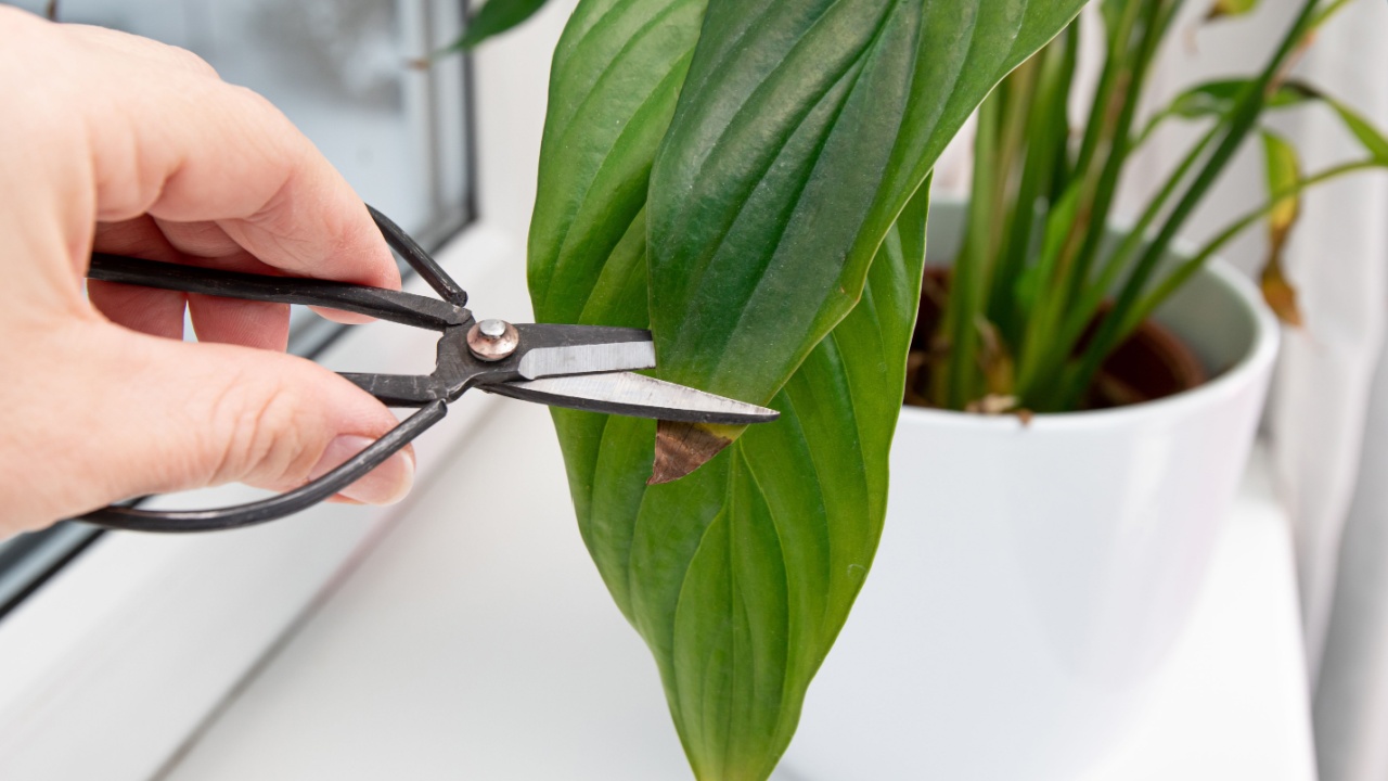 Person cut away houseplant Spathiphyllum commonly known as spath or peace lilies brown dead leaf tips. Leaf browning causes can be over watering, temperature extremes, lack of watering.