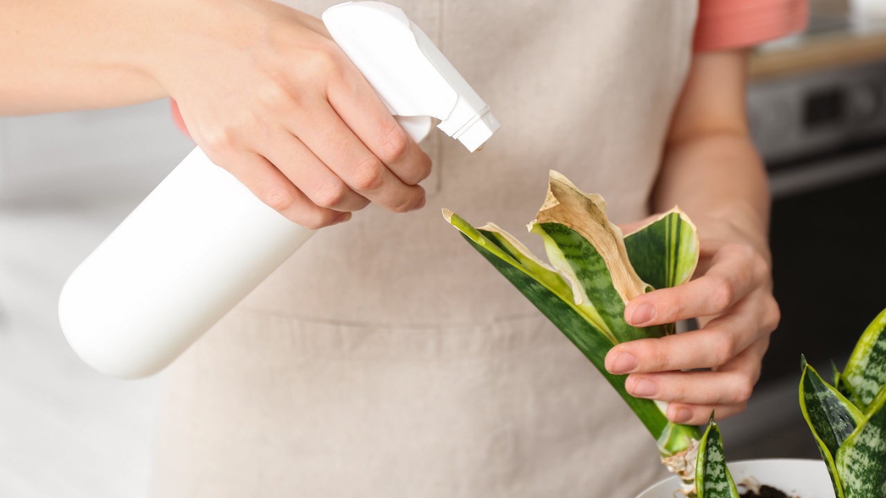 Woman spraying water onto wilted houseplant at home, closeup