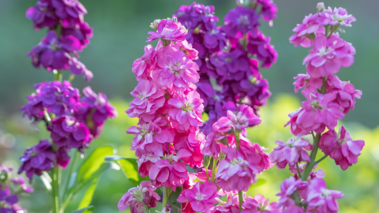Stock blooms of purple and pink brighten a springtime flower bed.