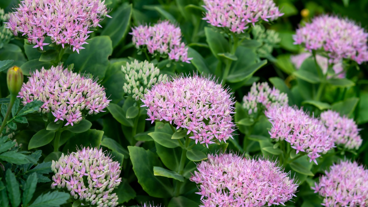Hylotelephium spectabile or common name as sedum spectabile showy stonecrop, succulent ornamental plant with green leaves and broad spreading pink flowers.