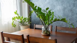 Home plants care concept. Zamioculcas Zamiifolia or ZZ Plant in white flower pot stands on a wooden stand for flowers in the living room against the backdrop of many home plants.