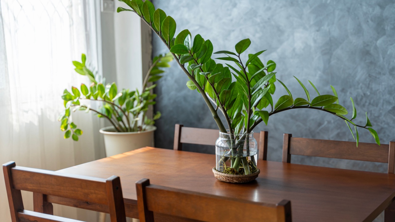 Home plants care concept. Zamioculcas Zamiifolia or ZZ Plant in white flower pot stands on a wooden stand for flowers in the living room against the backdrop of many home plants.