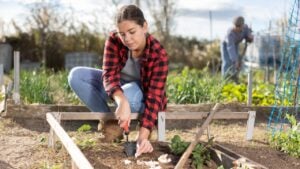 Young woman farmer in plaid shirt using chopper to plant garlic in soil in vegetable garden on sunny day in spring