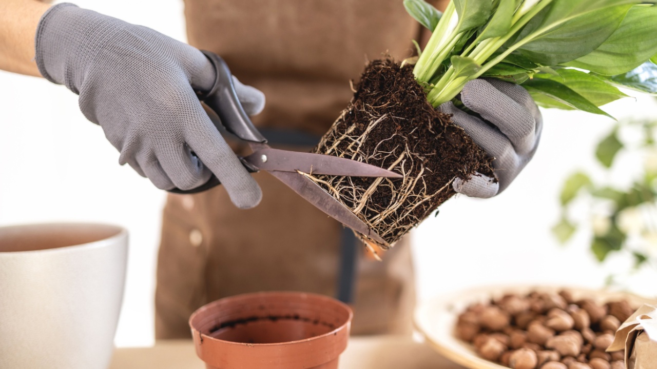 Closeup of Female gardener hands pruning roots of white peace lily, spathiphyllum houseplant with scissors. Caring of home green plants indoors, spring waking up, home garden, gardening blog