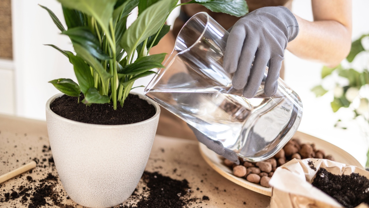 Closeup of Female gardener hands watering plant, white peace lily, spathiphyllum houseplant. Caring of home green plants indoors, spring waking up, home garden. Spring work room care, gardening blog.