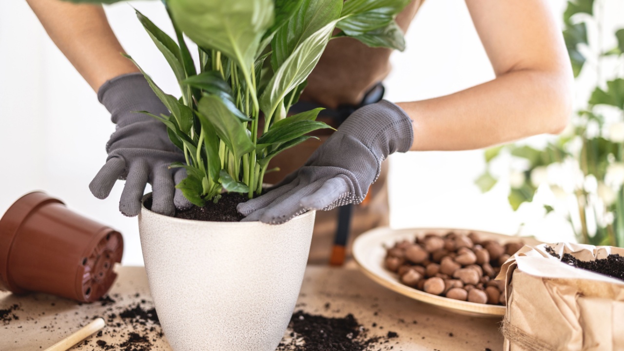Closeup of Female gardener hands presses fresh earth in pot with white peace lily, spathiphyllum houseplant. Caring of home green plants indoors, spring waking up, home garden, gardening blog