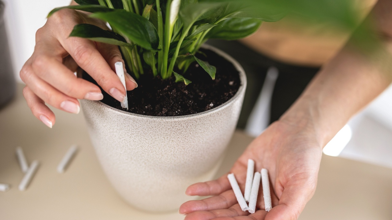 Close up of Female gardener hands adding houseplants fertilizer soil chopsticks to pot. Caring of home green plants indoors, spring waking up, home garden, gardening blog