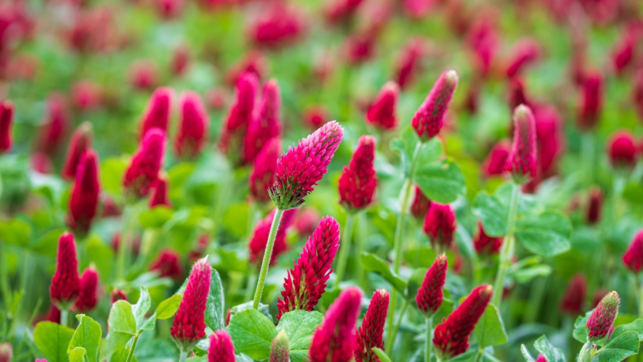 Trifolium incarnatum, known as crimson clover or Italian clover, is a species of short-growing flowering plant in the family Fabaceae, native to most of Europe. Field of flowering crimson