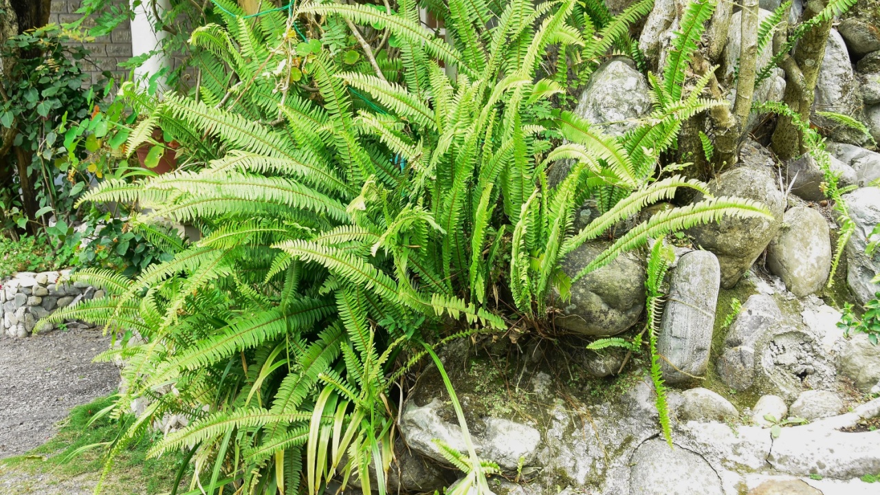Nephrolepis cordifolia. Commonly known as Tuberous sword fern, Boston fern, erect sword fern, ladder fern.