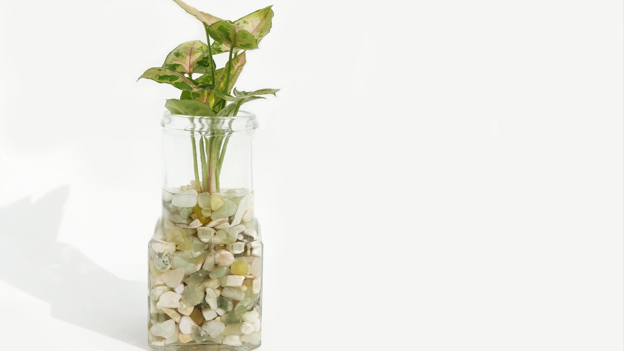 Hand holding green syngonium leaves in glass jar over white