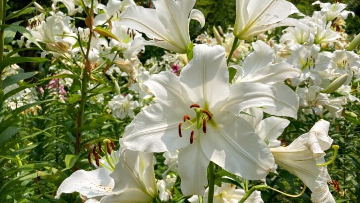 12 Dreamy Flowers That Bloom at Night