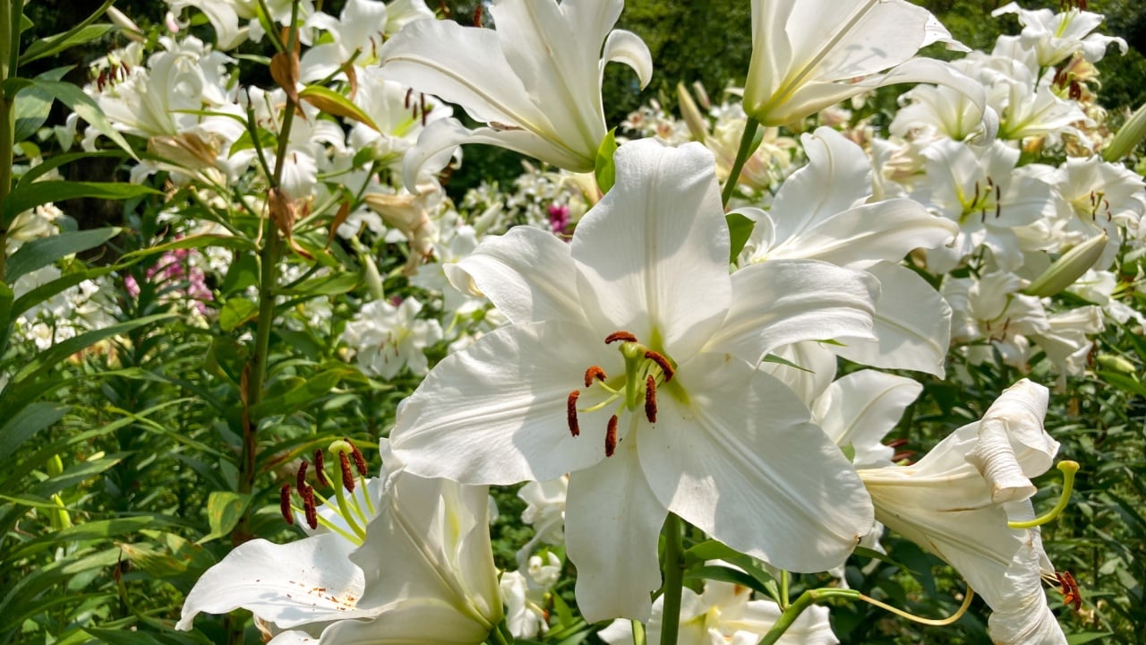 Lilium &lsquo;Casa Blanca&rsquo; white lily