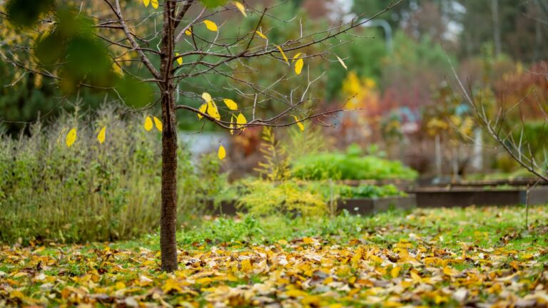 Tree fruit garden on late autumn day. Fallen leaves on the ground. Growing own fruits and vegetables in a homestead. Gardening and lifestyle of self-sufficiency.