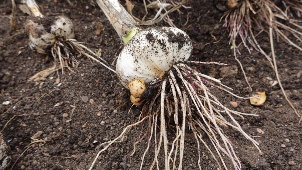 growing garlic in the backyard garden. harvest garlic in the garden Elephant garlic 