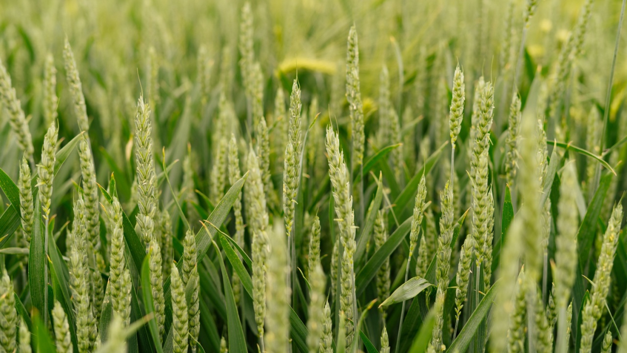 close-up of green winter wheat in the garden