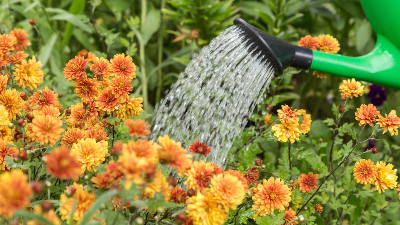Watering orange yellow chrysanthemum flower with water in watering can on flowerbed in green garden close up