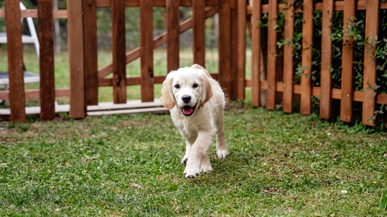 Cute golden retriever puppy three months old running on green grass in backyard garden protected by wooden fence. Dog playing outdoors.