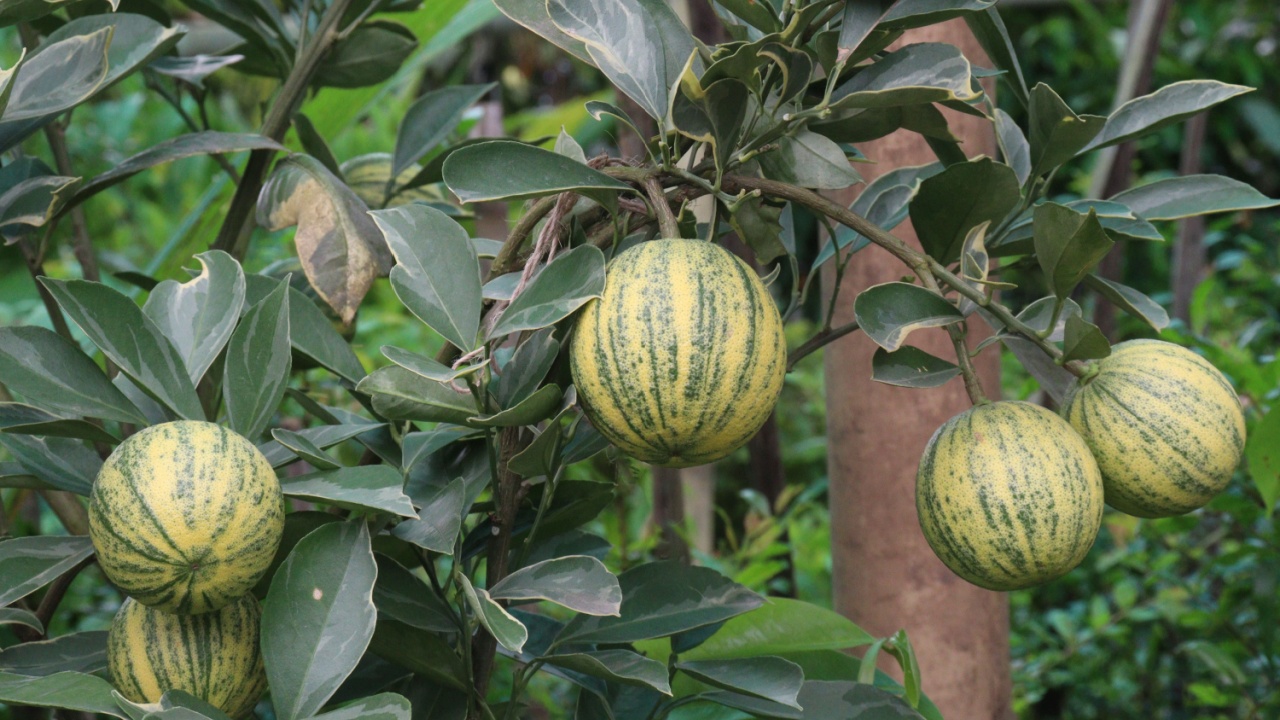 Variegated pink lemon fruit on tree in farm for harvest are cash crops
