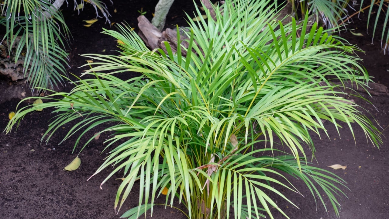 Areca Palm (Dypsis lutescens).plant native to madagascar