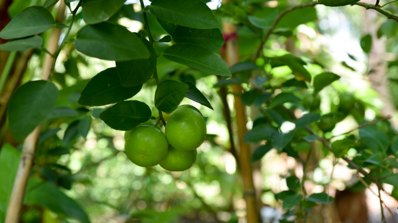 key lime tree key lime ball citrusy green lemons make juice mexican limes One of the main components of Thai food.
