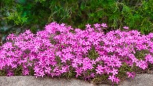 A bush of beautiful vibrant pink creeping phlox flowers surrounded by bright green leaves in a sunny garden